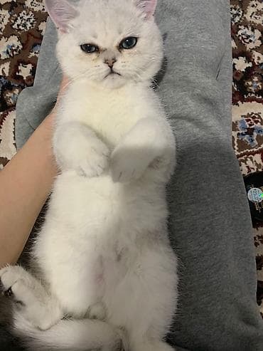 Скотиш Страйт (Шотландская прямоухая), 4 месяца, Мальчик, Серый, Приучена к лотку, Проглистована, С прививками