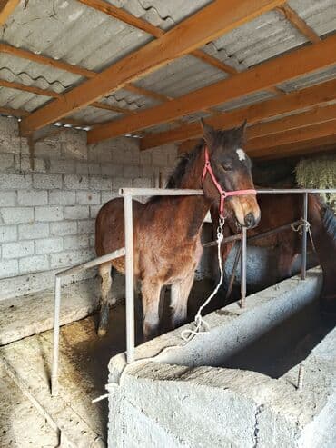 продаю аквариумных рыбок: Продаю | Жеребенок | Конный спорт — 4