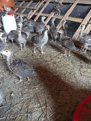 белые утки: Продаю | Индюшата | Бройлерная | На забой — 6