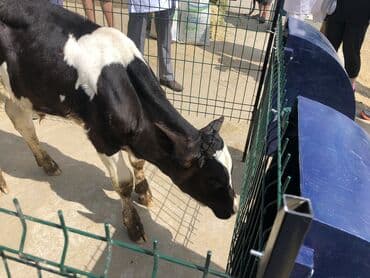 на ферме есть куры козлы и коровы: Домики для телят. Ферма, корова, стельная, молоко, ветеринар, телята — 2