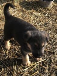 продажа щенков немецкой овчарки в бишкеке с документами: Овчарка, 1 месяц, Самка — 8