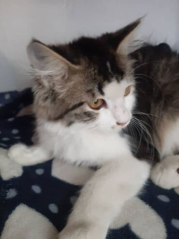 отдам кошечку в добрые руки: 2 месяца, Девочка — 10