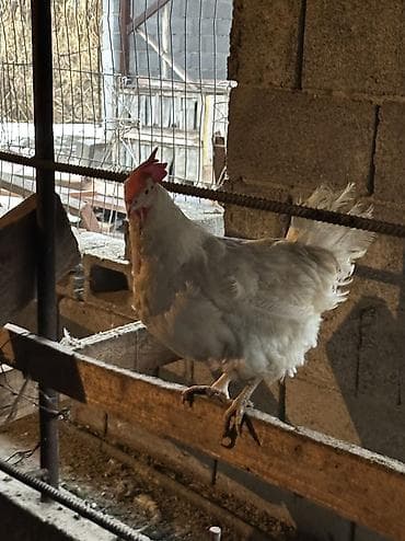 маленькие попугаи: Продаю несушек 300 голов 
1,5 года — 5