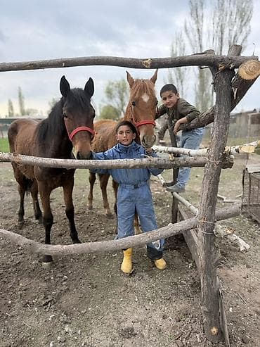 сколько стоит бычок 6 месяцев: Продаю | Жеребенок | Полукровка, Дончак, Кара Жорго — 5