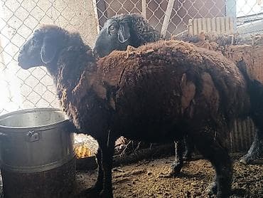 кармушка для баран: Продаю | Овца (самка) — 4