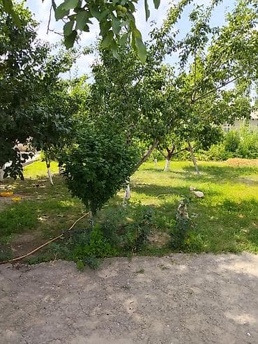 дома с бизнесом: Жилой дом с двором и садом - Участок с зелёным садом: множество — 5