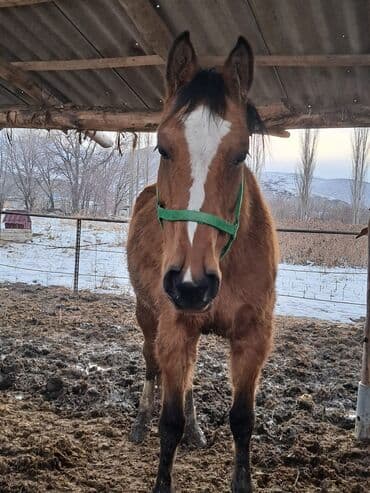 жылкы сатылат: Сатам | Бээ (ургаачы) — 7