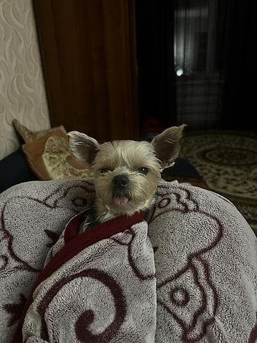 щенки акита ину купить: Йоркширский терьер, 2 года, Самка, С прививкой — 2