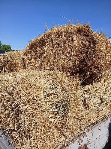 солом: Солома в тюках - Пшеничная/ячменная солома, спрессованная в — 2