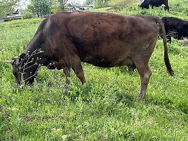 карова сментал: Продаю | Корова (самка) | Для молока — 1