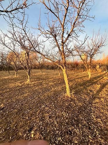 жер тошо: 15 соток, Для сельского хозяйства, Красная книга — 7