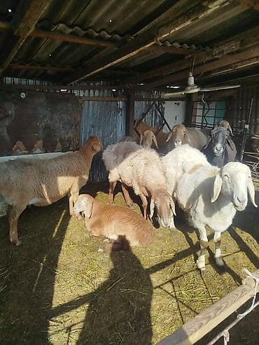 попугай кеша: Продаю | Овца (самка) | Для разведения | Котные, Матка — 2