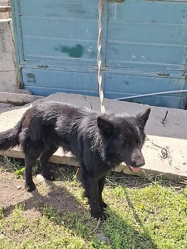 собаки породы: Черная собака среднего-крупного размера с густой полудлинной шерстью — 2