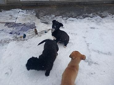 собака питбуль купить: Отдам даром щенят. есть 1 мальчик и 3 девочки. вырастут средними — 7