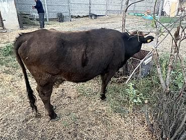 голова корова: Продаю | Корова (самка) | Привязанные — 3