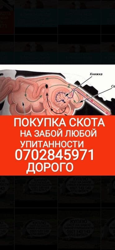 продажа щенков немецкой овчарки с документами в бишкеке: Сатып алам | Уйлар, букалар, Жылкылар, аттар, Башка а/ч жаныбарлары | Күнү-түнү, Бардык шартта, Союлган — 1