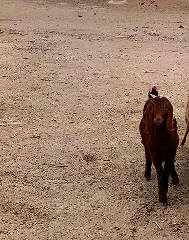 Башка жаныбарлар — 2