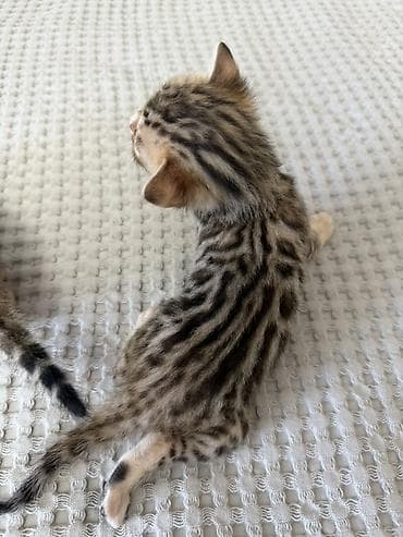 где можно взять кошку: Бенгальские котята (помёт от чистокровной бенгальской кошки) Готовы к — 8