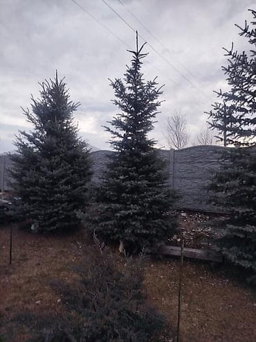 пошив верхней одежды: Саженцы деревьев: Ели — 1