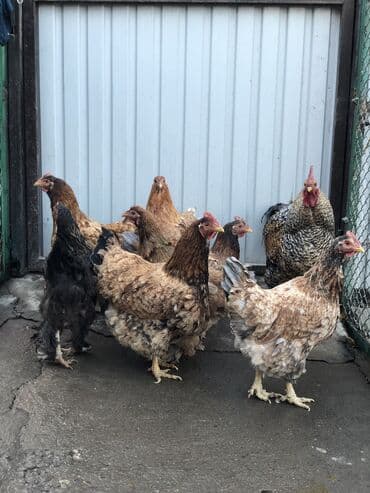 куплю домик для собаки: Продаю | Куры | Для разведения — 10