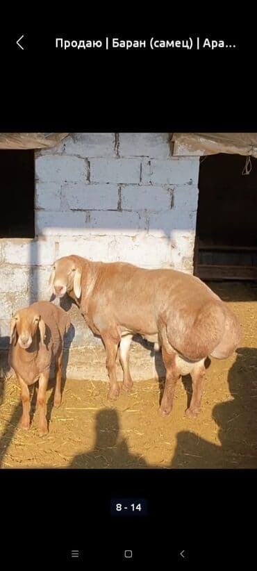 отдам даром вислоухого котенка: Продаю | Ягненок, Баран (самец) | Арашан | Племенные, Осеменитель — 5