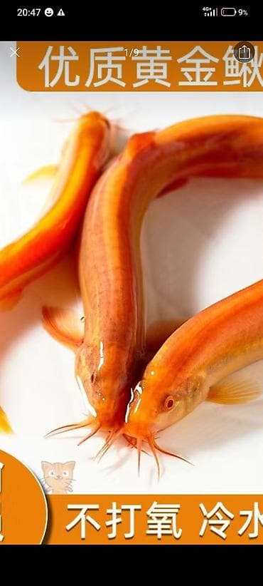 Золотой голец (аквариумная рыба) - Яркая золотисто-оранжевая окраска