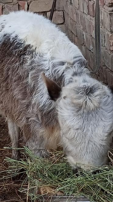 бычки швиц: Продаю | Тёлка | На откорм | Привязанные — 5