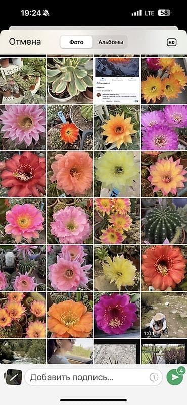 сколько стоят кактусы: Цветущие кактусы (коллекционные эхинопсисы/маммиллярии и др.) - Яркие — 4