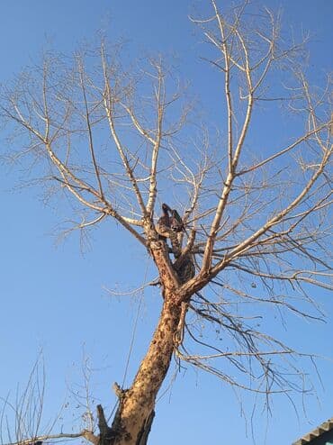 кресло барбер: Профессионально оперативно быстро спил любой сложности. Без выходных — 11