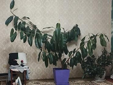 Фикус эластика (каучуконосный), крупномер для дома или офиса. - at lalafo.kg Фикус эластика (каучуконосный), крупномер для дома или офиса. -