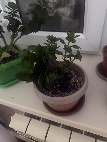 Каланхоэ: Комнатные растения в горшках - Каланхоэ (несколько экземпляров) — 2