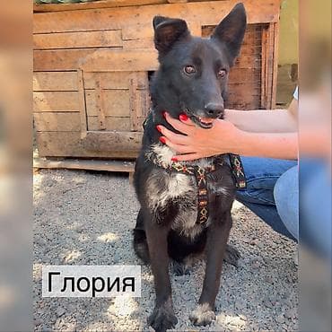 Собака даром: Дворняжка, 5 лет, Самка, С прививкой