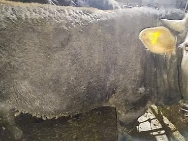 трава для животных: Продаю | Бык (самец) | На забой — 5