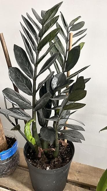 долларовое: Замиокулькас «Raven» (ZZ-plant, чёрный замиокулькас) - — 2