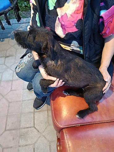 собака чихуахуа: Отдам в добрую семью, маленькую собачку, кто то её выкинул, скиталась — 4