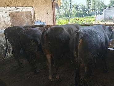 животные кошки: Продаю | Бык (самец) | На забой — 4