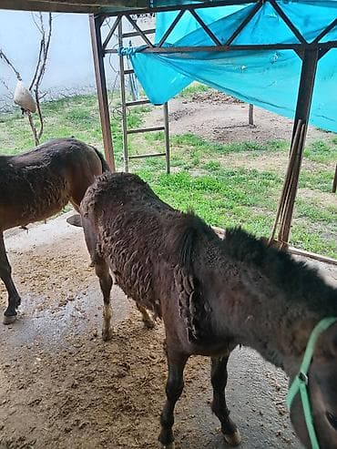 Байлаган тайлар сатылат. 3 ай болду. Чон тайлар. Адрес беловодскийде