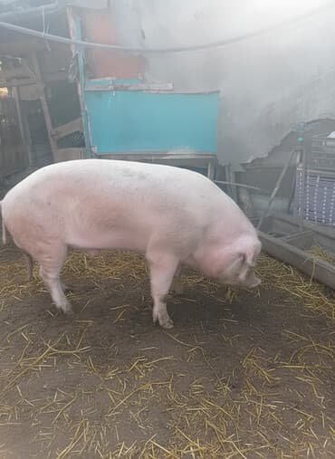 отдам котенка в добрые руки: Сатам | Каман (эркек) | Ландрас | Көбөйтүү үчүн — 1