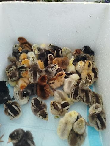 Спешите. Продаю суточных цыплят мясо яичного направления, Плимутрок