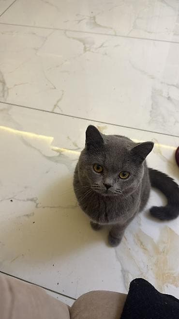 Вязка кошек: Вязка: Скотиш Страйт (Шотландская прямоухая), Мальчик, 1 год, С документами, С прививками, Серый — 3