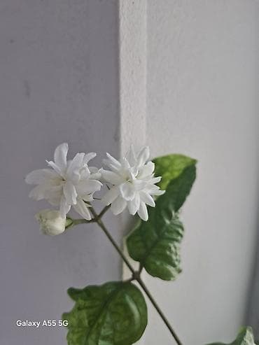 жасмин цветы: Жасмин самбак (Jasminum sambac), комнатное/балконное растение в — 3