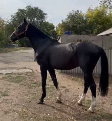 седла для лошади: Продаю | Жеребец | Для разведения | Осеменитель — 1