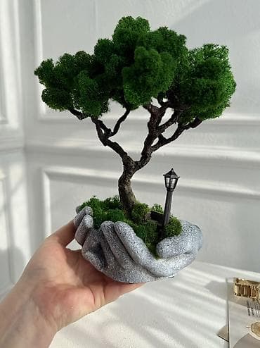 Интерьерные композиции с деревом бонсай из натурального живого