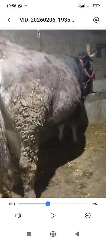 продаю тёлок: Продаю | Корова (самка) | Для молока | Привязанные — 2