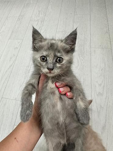 бенгальский кот: БЕСПЛАТНО ОТДАДИМ В ХОРОШЫЕ РУКИ Котята, помёт домашних кошек, разного — 3