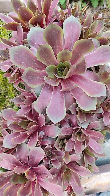 Набор садовых многолетников (делёнки/розетки): 1) Молодило