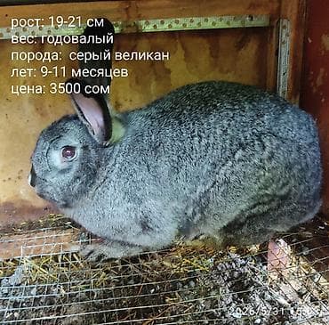 собака самец: Продаю | Кролик самец | Серый великан | Для разведения — 2