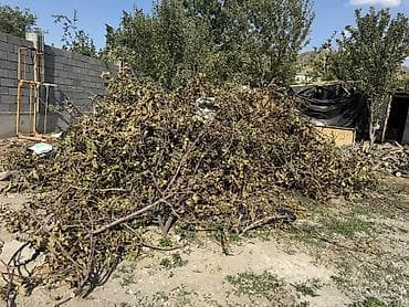 номер жоголду: Чырпык, отундар бекер берилет 
село Беш Кунгой 
Тел — 4