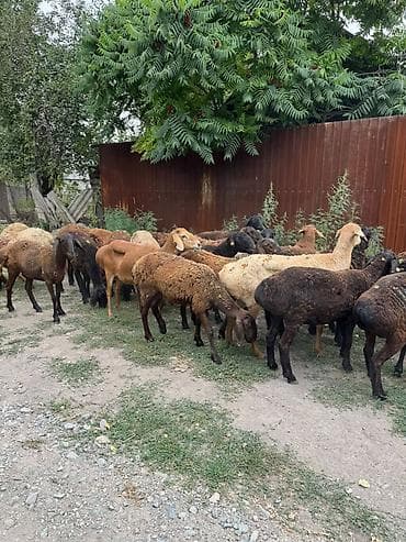 Продаю | Ягненок | Для разведения at lalafo.kg Продаю | Ягненок | Для разведения