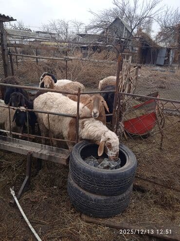 рыбки цена: Продаю | Овца (самка) | Полукровка | Для разведения, Для шерсти, На забой | Матка — 2